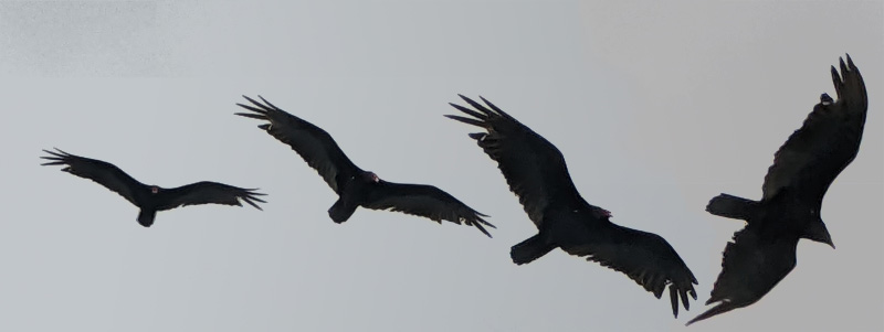 Golden Eagle silhouette