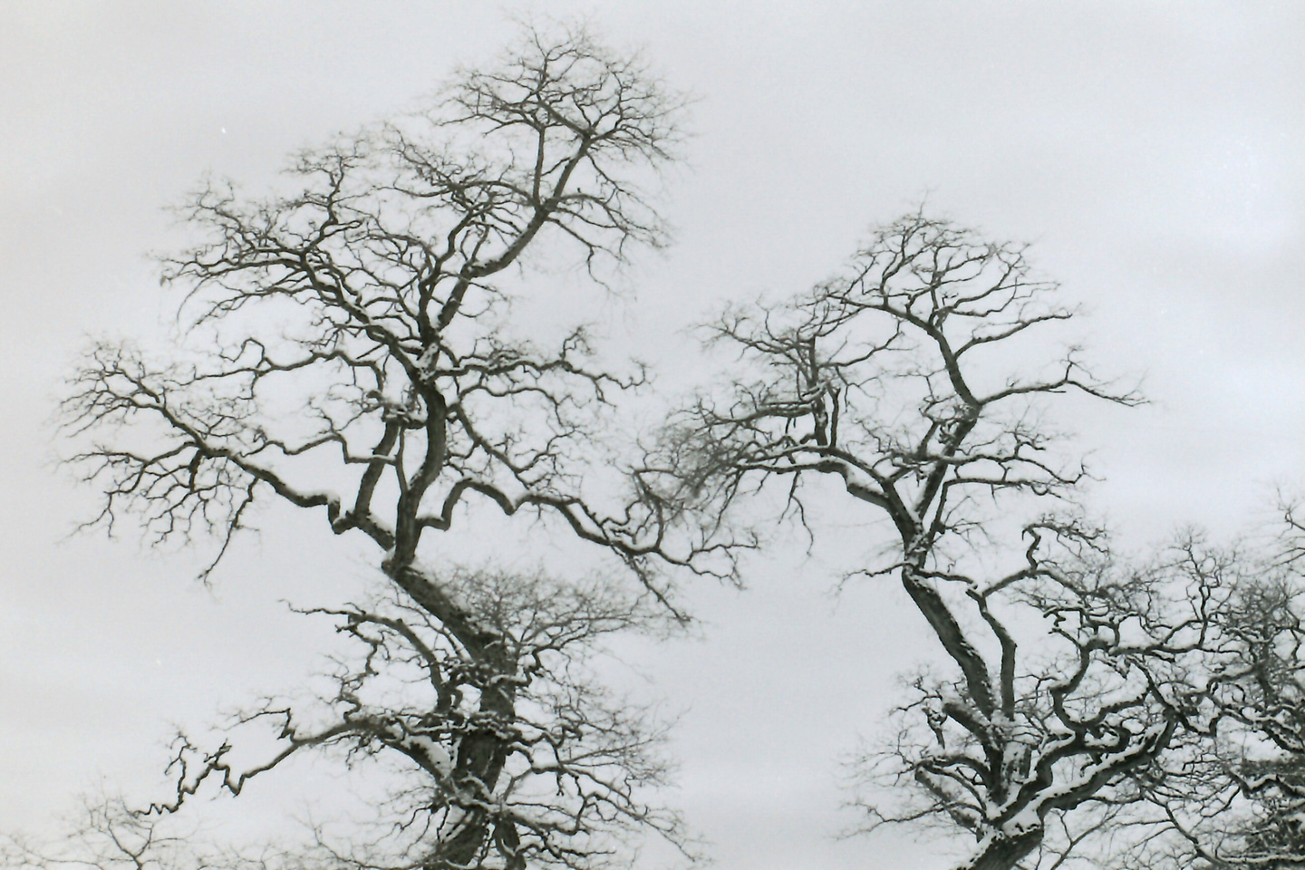 A black and white photograph of two trees in winter with vein-like leafless branches.