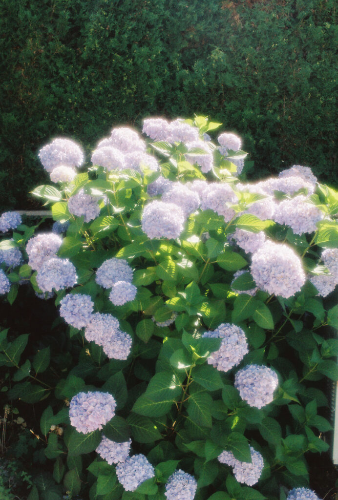 Hyrangeas glowing in front of a green hedge