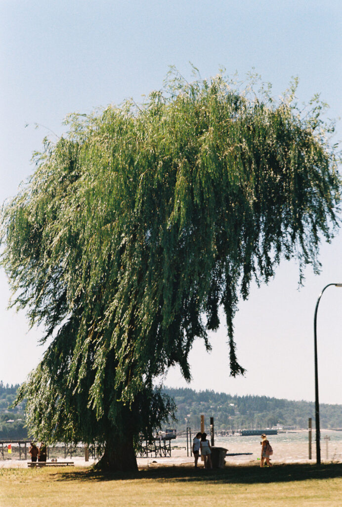 Large willow tree of silhouette of three figures 
